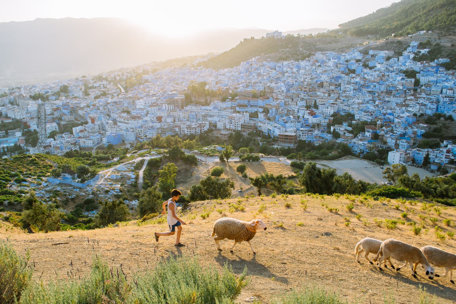 A young boy herds sheep above Chefchaouen at sunset